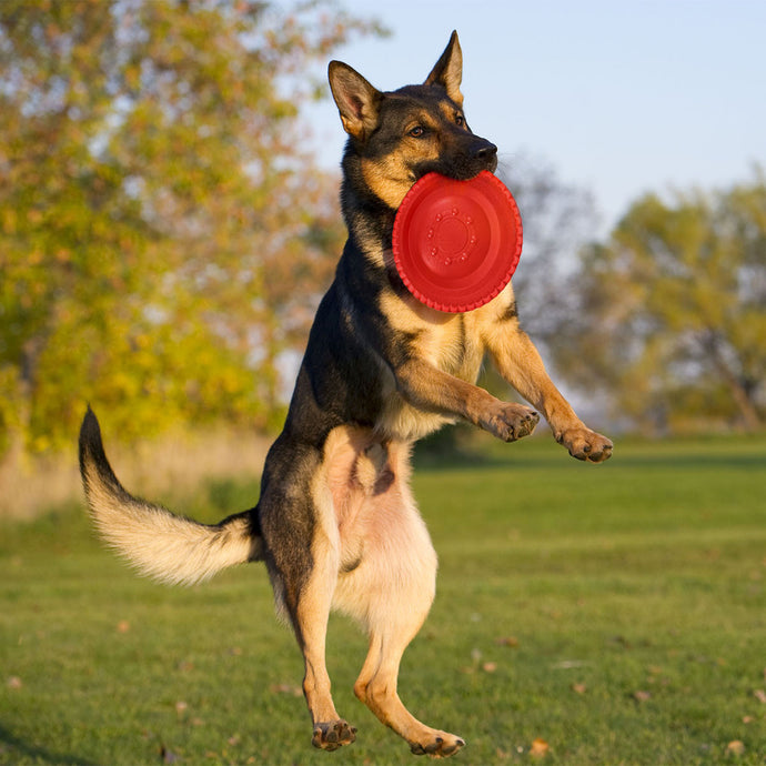 Frisbee Outdoor Training Toy for Dogs